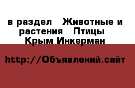  в раздел : Животные и растения » Птицы . Крым,Инкерман